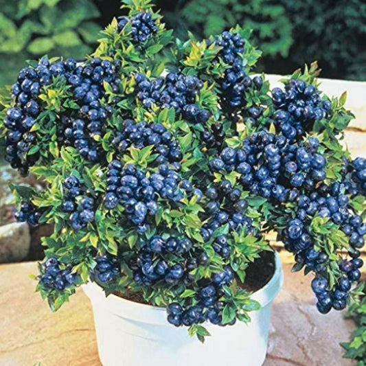 Giant Blueberry Fruit Seeds