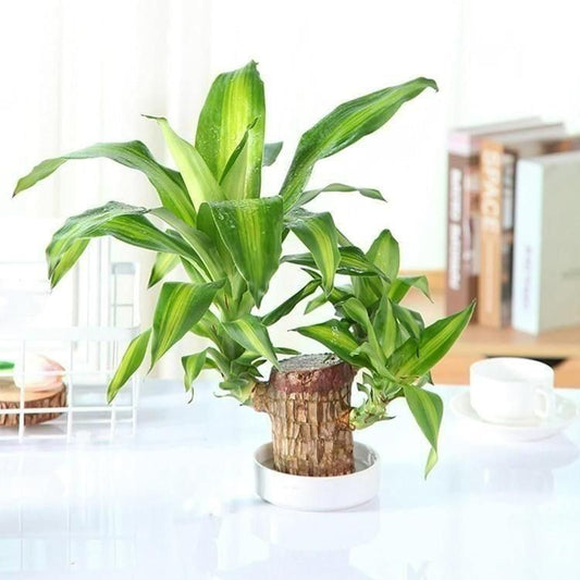 Brazilian Lucky Wood Mini Plant as a natural air purifier for your home.