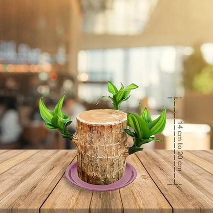 Stylish mini plant that detoxifies and purifies indoor air.