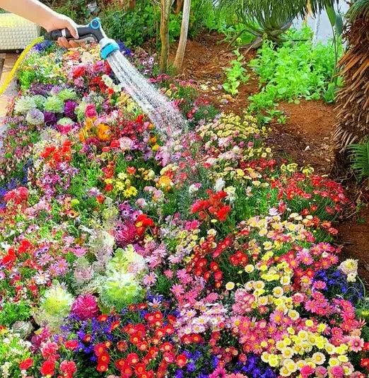 100 Variety Flower Seed Pack + Free Growth Supplement